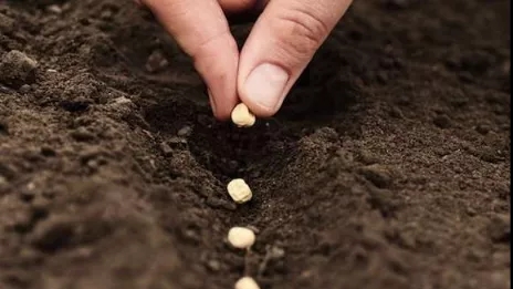 All about plant seeds