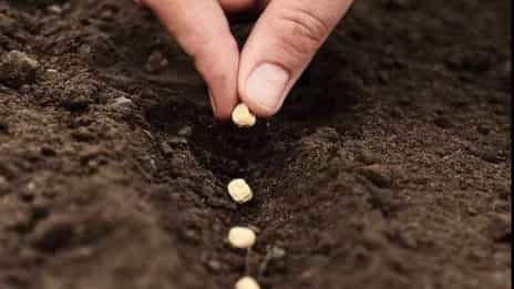 All about plant seeds